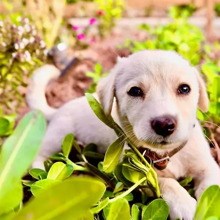 Hotel Dedehan Retreat Mugla