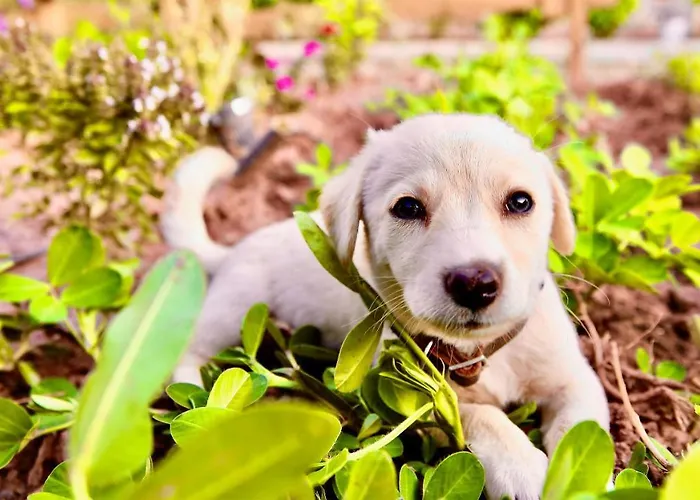 Hotel Dedehan Retreat Mugla